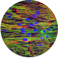3D Organoid Plates, Cell Nanosurface Plates