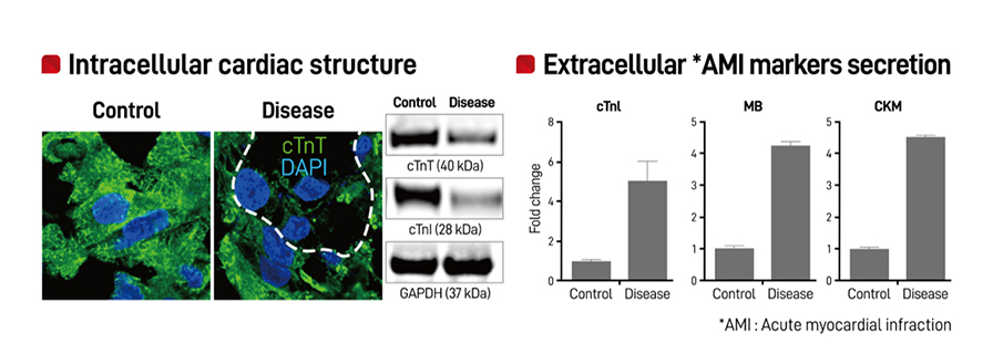 Cardiac Organoids
