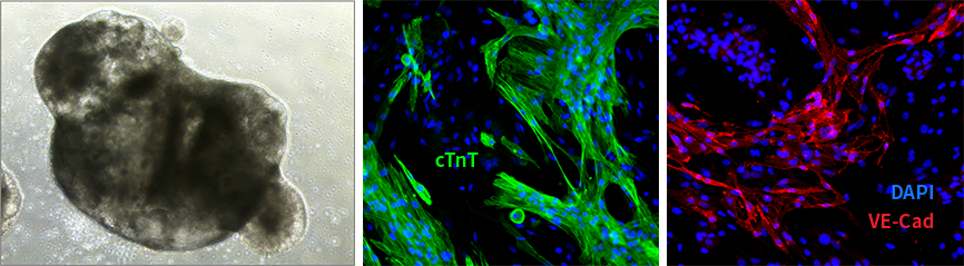 Cardiac Organoids