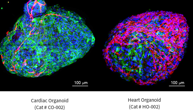 Cardiac Organoids